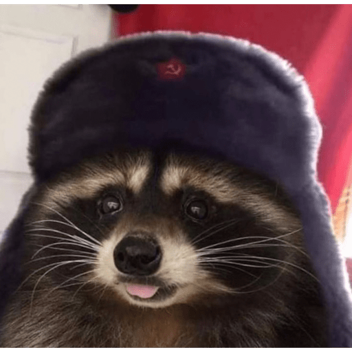 ~raccoons~