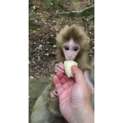 Macaquinho🐒