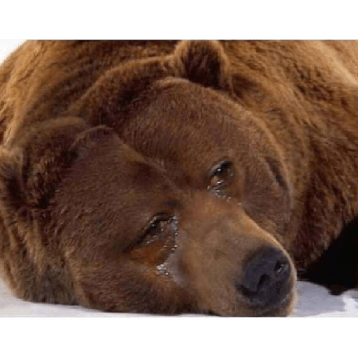 Cry 7