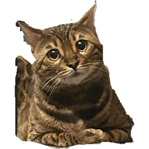 Кутья ольга матвей