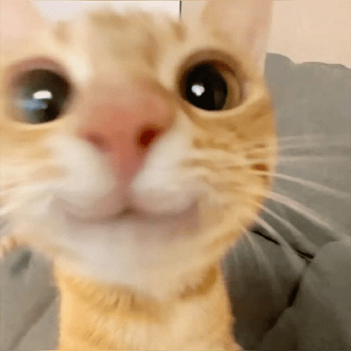 Cat :p 4