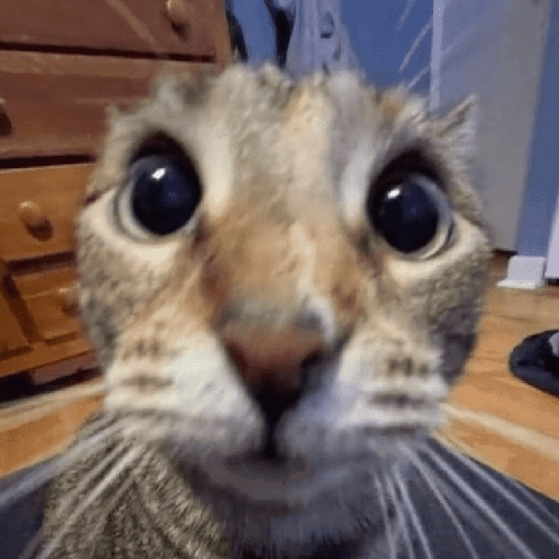 Cat :p 5