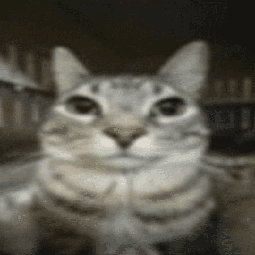 Cat :p 2