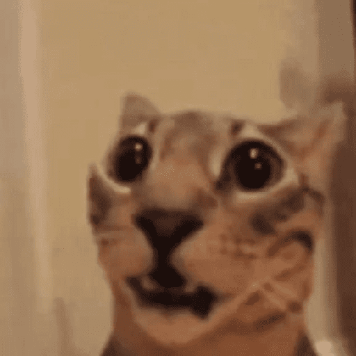 Cat :p 3