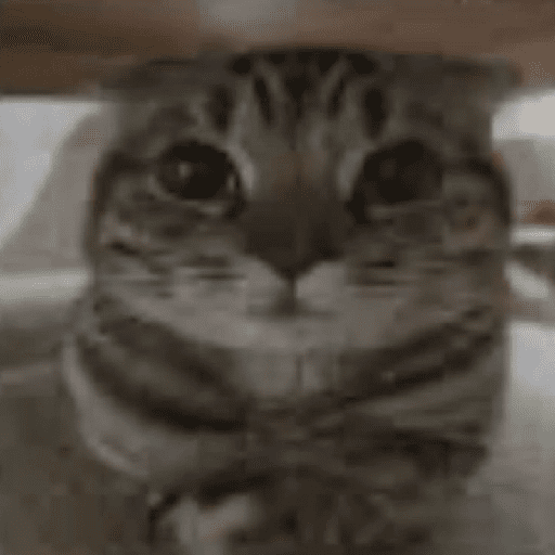 Cat :p 7