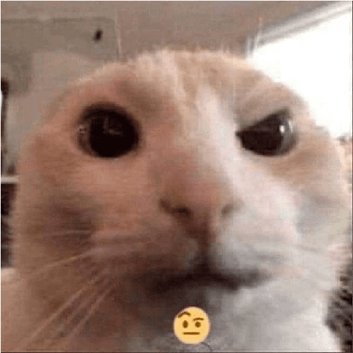 Cat :p 9