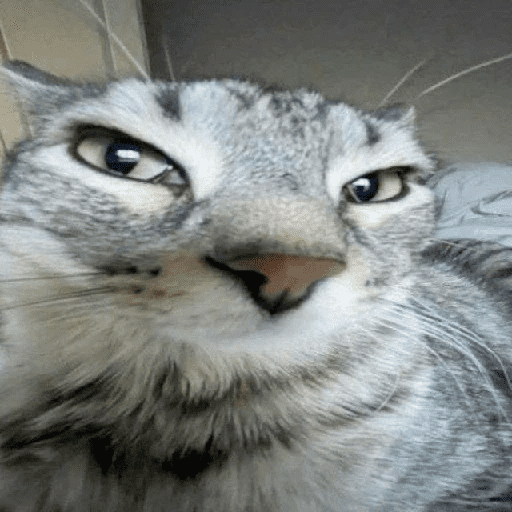Cat :p 10