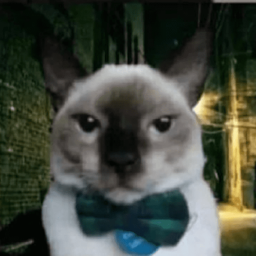 Cat :p 12