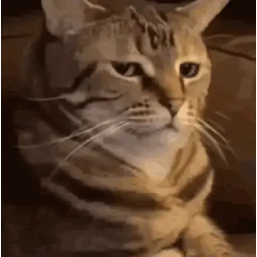 Minnie the Cat