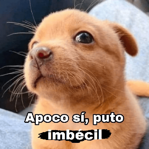 Tu mamá pack 24