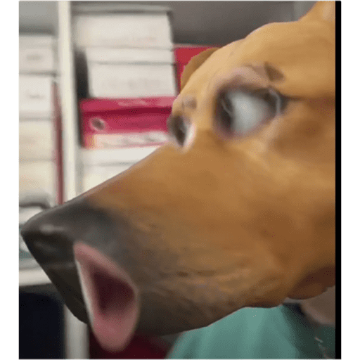Chi 13