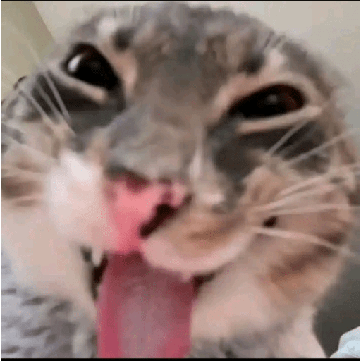 Momos 10