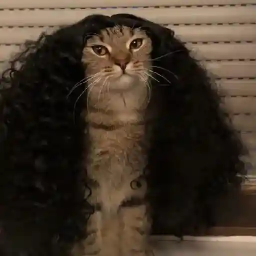 🇪🇸⚽️🐈 GATO CUCURELLA 🐈⚽️🇪🇸 11