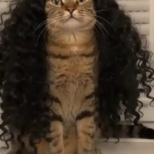 🇪🇸⚽️🐈 GATO CUCURELLA 🐈⚽️🇪🇸 7