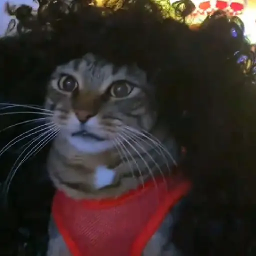 🇪🇸⚽️🐈 GATO CUCURELLA 🐈⚽️🇪🇸 12