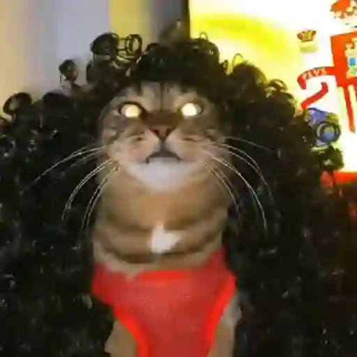 🇪🇸⚽️🐈 GATO CUCURELLA 🐈⚽️🇪🇸 21