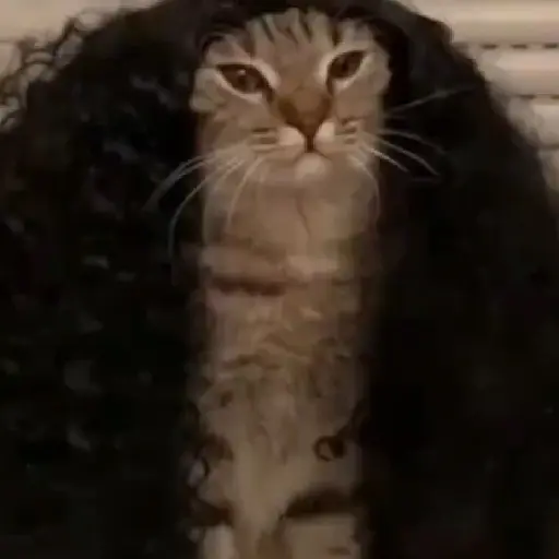 🇪🇸⚽️🐈 GATO CUCURELLA 🐈⚽️🇪🇸 14