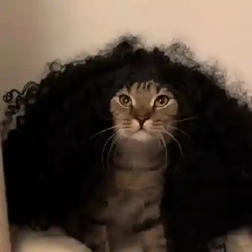 🇪🇸⚽️🐈 GATO CUCURELLA 🐈⚽️🇪🇸 20