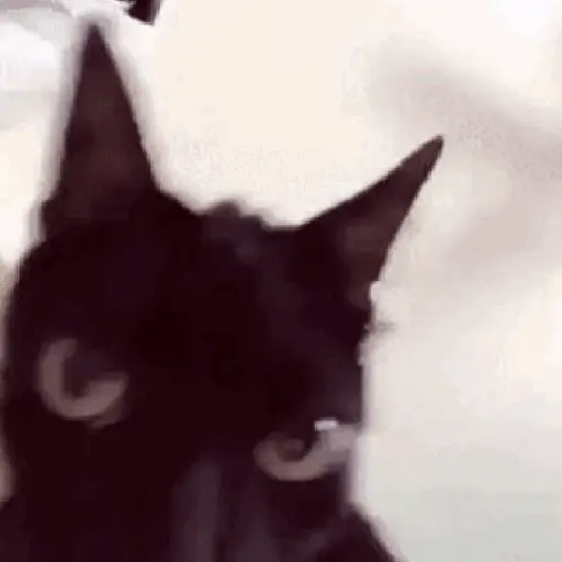 🐈‍⬛🐱🧶 GATOS | CATS 3 🧶🐱🐈‍⬛