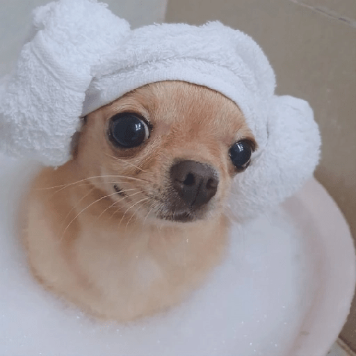 Perritos para Reaccionar #3 🐶🐾