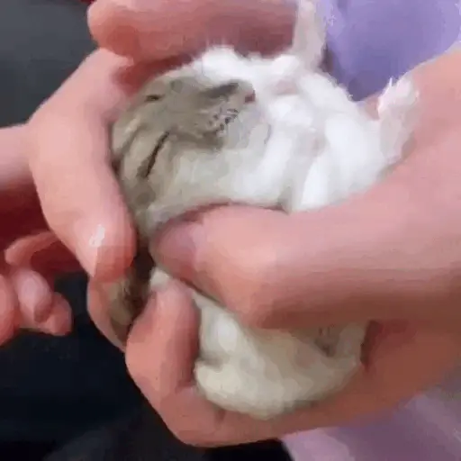 Hamsters Animados 🐹