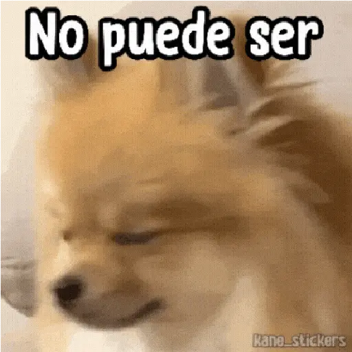 ✦ Bichitos con Frases 🐶 12
