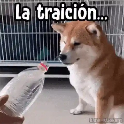 ✦ Bichitos con Frases 🐶 11