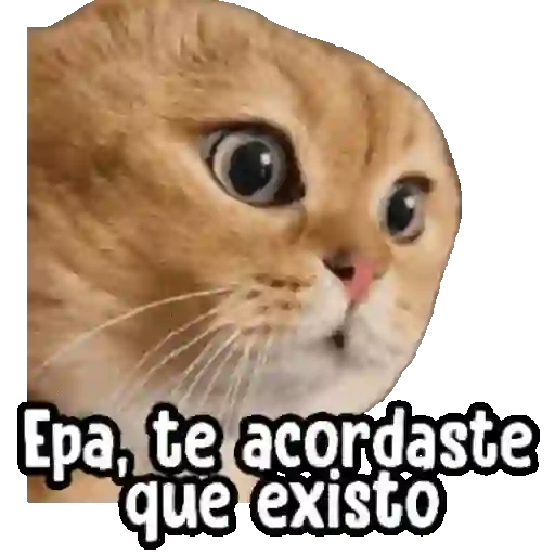 😤 Gatito Tóxico ☣️🤯