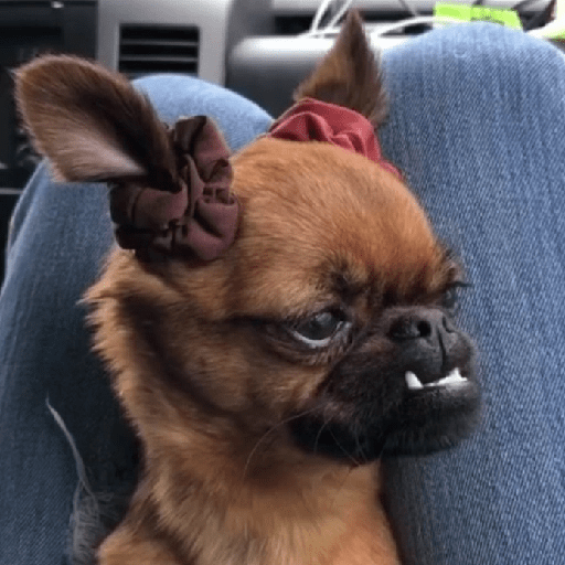 Perritos para Reaccionar