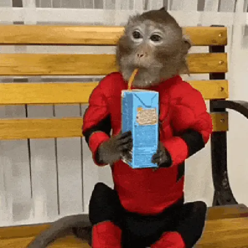 Monitos 🐒🙈𝑴𝒐𝒗.