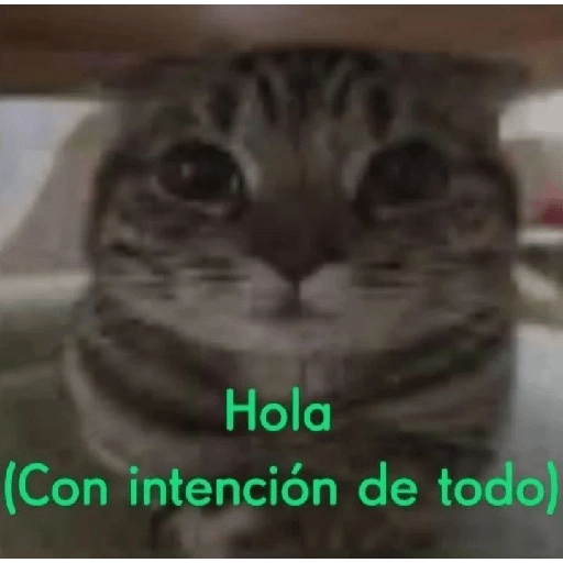 Animalitos Shitpost
