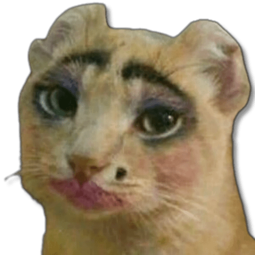 🐾 Gatitos Random １