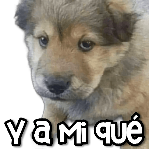🐶 Animalitos Random #①