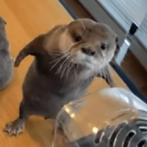Gatitos Reacciones 15