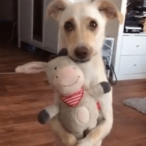 Más perritos para reaccionar!