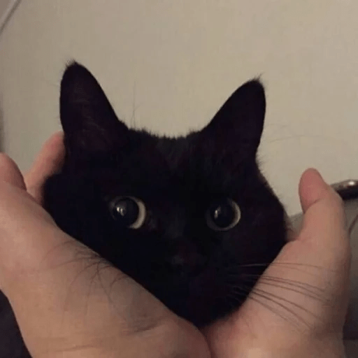Gato oscuro🌙 2