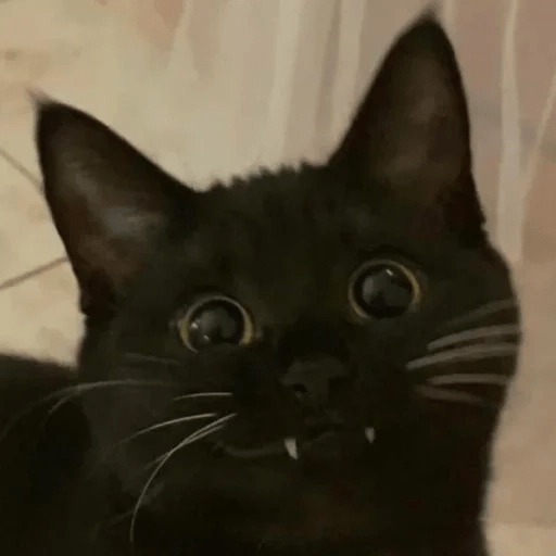 Gato oscuro🌙 3