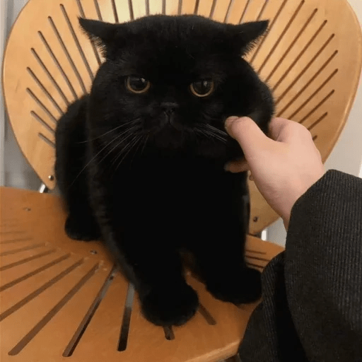 Gato oscuro🌙 4