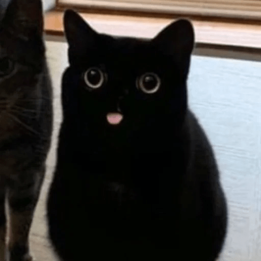Gato oscuro🌙 5