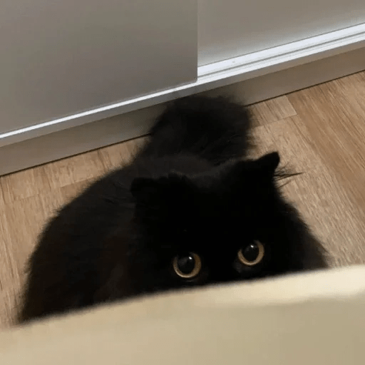 Gato oscuro🌙 6