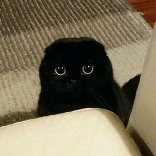 Gato oscuro🌙 7