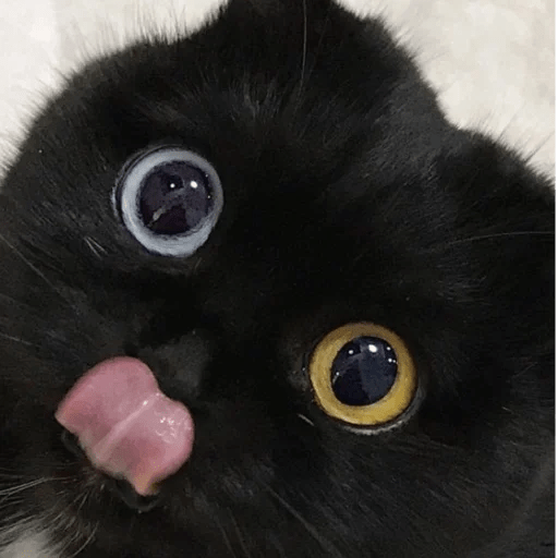 Gato oscuro🌙 8