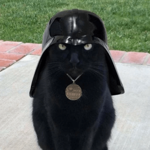 Gato oscuro🌙 9