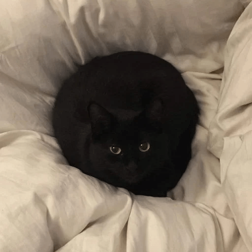 Gato oscuro🌙 10