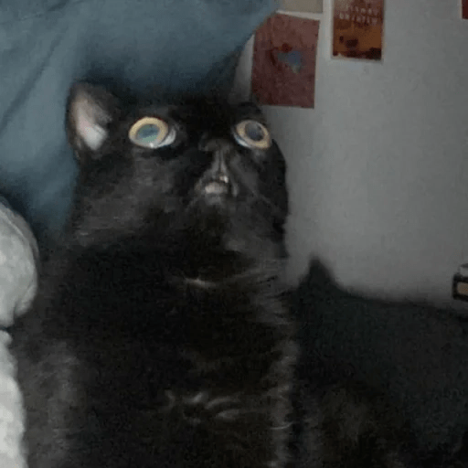 Gato oscuro🌙 11