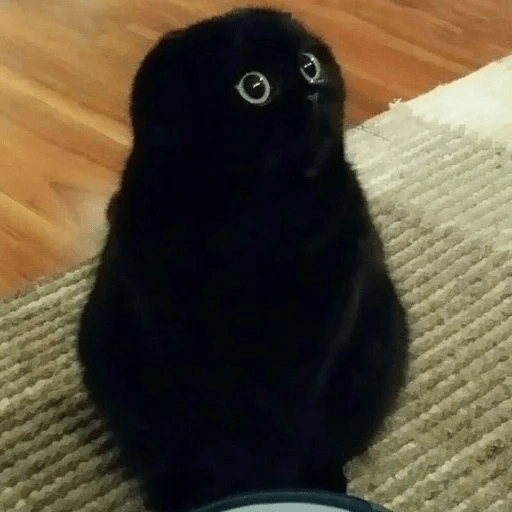 Gato oscuro🌙 12