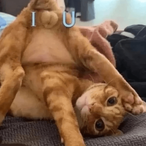 Gatos  2