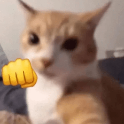 Gatos  3