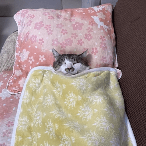 Gatos  10