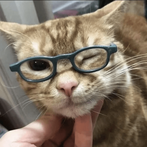 Gatos  9